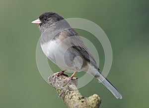 Dark Eyed Junco