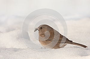 Dark-eyed Junco (Junco hyemalis)