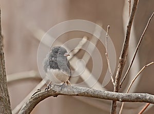 Dark-eyed Junco (Junco hyemalis)