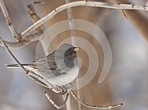 Dark-eyed Junco, Junco hyemalis