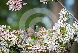 Dark eyed junco `junco hyemalis `