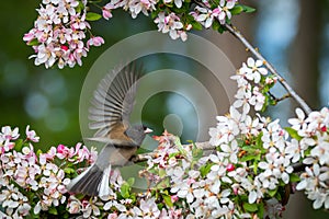 Dark eyed junco `junco hyemalis `