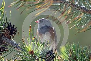 Dark-eyed Junco Junco hyemalis