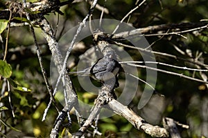 The dark-eyed junco (Junco hyemalis)