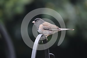 Dark-eyed Junco - Junco hyemalis (3)