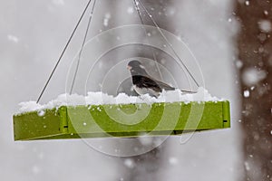 Dark-eyed junco (Junco hyemalis)