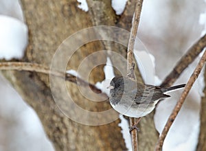 Dark-eyed Junco, Junco hyemalis