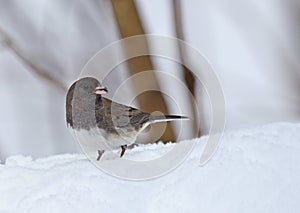 Dark-eyed Junco, Junco hyemalis