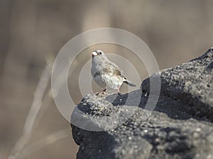 Dark-eyed junco,Junco hyemalis