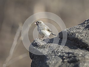 Dark-eyed junco,Junco hyemalis