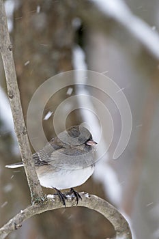 Dark-Eyed Junco - Junco hyemalis