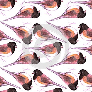 Dark eyed Junco or Junco hyemalis bird seamless watercolor birds painting background