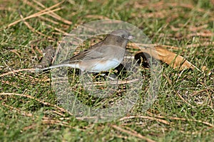 Dark-eyed Junco - Junco hyemalis hyemali