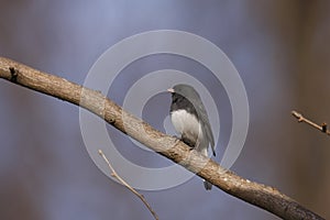 Dark-eyed Junco (Junco hyemalis hyemalis)