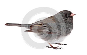 Dark-eyed Junco, Junco hyemalis, isolated