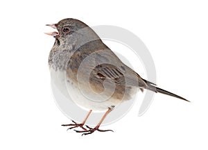 Dark-eyed Junco, Junco hyemalis, isolated