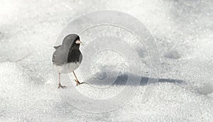 Dark Eyed Junco, Junco hyemalis Order: Passeriformes Family: EMBERIZIDAE photo