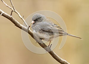 Dark-eyed junco Junco hyemalis perched on a branch