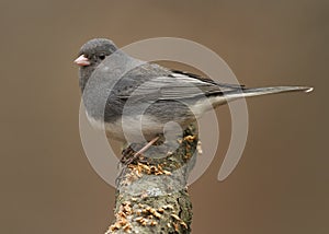 Dark-eyed junco Junco hyemalis perched on a branch