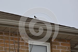 Dark-eyed Junco (Junco hyemalis) perched on top of roof