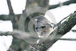 Dark Eyed Junco Junco hyemalis perched in a tree