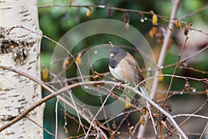 Dark Eyed Junco Junco hyemalis resting on a tree branch in a birch tree, California; selective focus, shallow depth of field