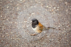 Dark-eyed Junco (Junco hyemalis) Spotted Outdoors in North America