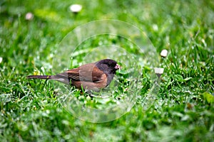 Dark-eyed Junco (Junco hyemalis) Spotted Outdoors in North America