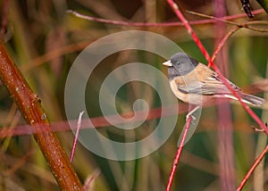 Dark-eyed Junco (Junco hyemalis) Spotted Outdoors in North America