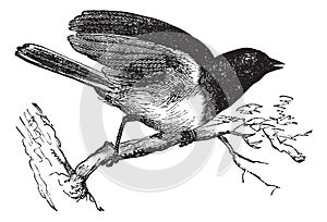 Dark-eyed Junco or Junco hyemalis, vintage engraved illustration