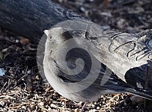 Dark Eyed Junco Or Junco Hymenalis