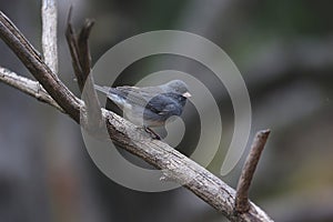 Dark-eyed Junco looking at you - Junco hyemalis