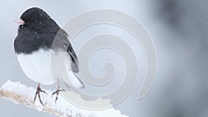 Dark-eyed Junco male perched left on a twig during snowstorm