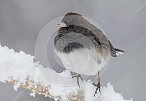 Dark-eyed Junco male perched during snowstorm