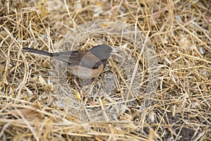 Dark-eyed Junco Male