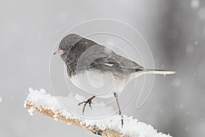 Dark-eyed Junco male on snow covered branch in snow