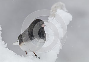 Dark-eyed Junco male on snow covered branch in snow