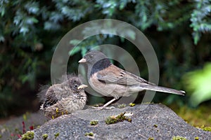 Dark-Eyed Junco Mother and Baby Chick