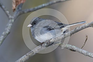 Dark-eyed Junco perched on a branch