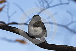 Dark-eyed Junco perched on branch