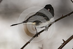 Dark-eyed Junco perched on branch