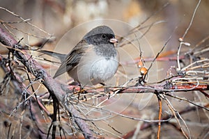 Dark Eyed Junco perched on a Limb