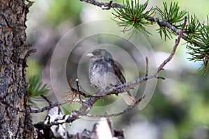 Dark Eyed Junco perched in a pine tree