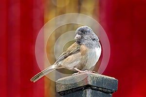 Dark-Eyed Junco Perched on a Pole