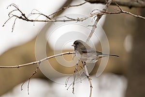 Dark eyed junco perched in a tree