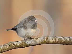 Dark-eyed Junco Portrait