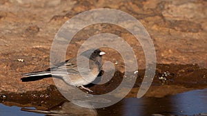 Dark eyed junco reflected in water