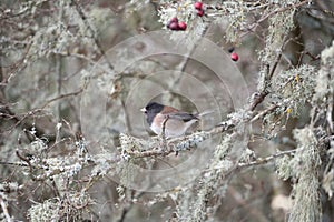 Dark eyed Junco resting on branch