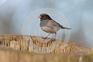 Dark eyed Junco resting on branch