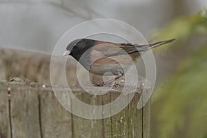 Dark eyed Junco resting on branch